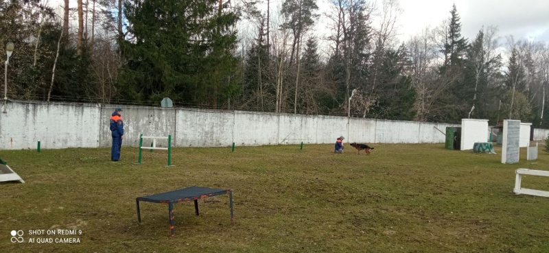 В Ногинском спасательном центре проходят обучение кинологические расчеты МЧС России.